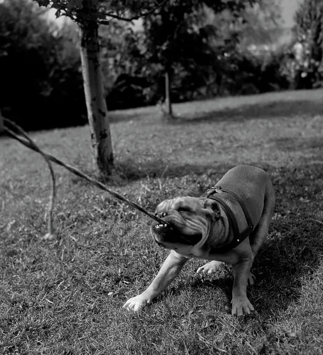 Gerahmter Druck : Hund zieht Leine. Gerahmter Druck : Hund zieht Leine.