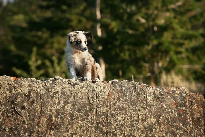 Gerahmter Druck : Hund im Wäldchen