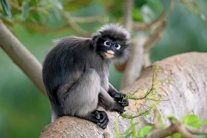 Gerahmter Druck : Dusky-Blätteraffe (Trachypithecus obscurus) im Alter, füttert sich an Blättern, sitzt auf einem Ast (gefangen). Gerahmter Druck : Dusky-Blätteraffe (Trachypithecus obscurus) im Alter, füttert sich an Blättern, sitzt auf einem Ast (gefangen).