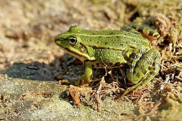 Gerahmter Druck : Frosch (als Lebensmittel)