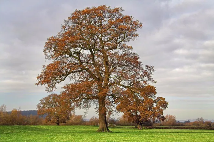 Gerahmter Druck : England, Gloucestershire, Apperley Gerahmter Druck : England, Gloucestershire, Apperley