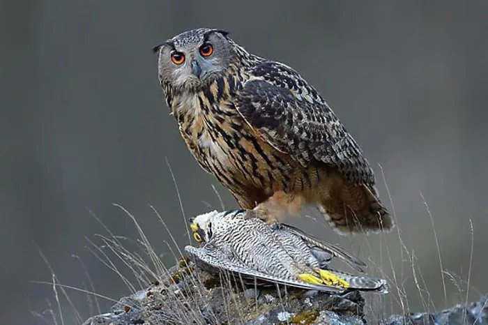 Gerahmter Druck : Eurasischer Schreiadler (Bubo bubo) Gerahmter Druck : Eurasischer Schreiadler (Bubo bubo)