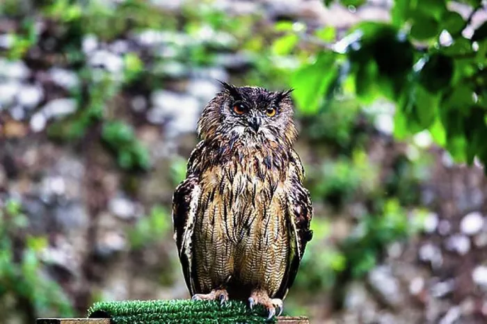 Gerahmter Druck : Eurasische Schreihuhn (Bubo bubo) Gerahmter Druck : Eurasische Schreihuhn (Bubo bubo)