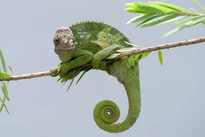Gerahmter Druck : Fischer-Chameleon hängt an einem Baum. Gerahmter Druck : Fischer-Chameleon hängt an einem Baum.