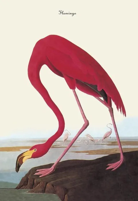 Gerahmter Druck : Flamingo, Audubon Gerahmter Druck : Flamingo, Audubon