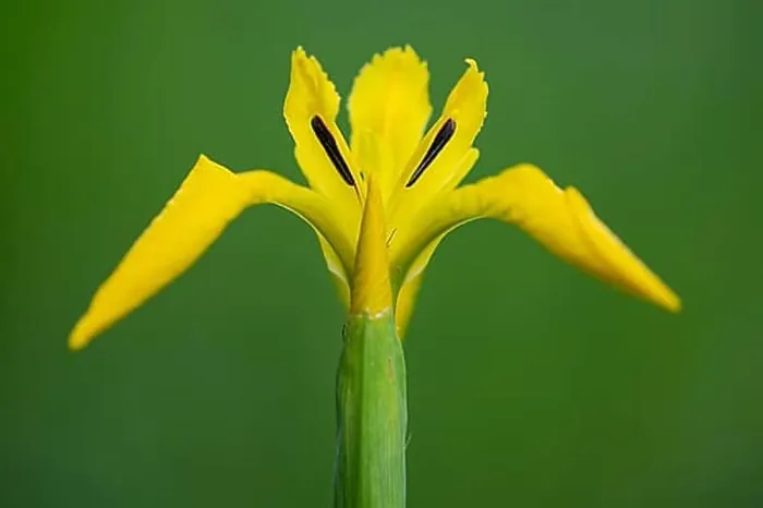 Gerahmter Druck : Blume der Sumpf-Iris (Iris pseudacorus), Dötlingen, Niedersachsen, Deutschland. Gerahmter Druck : Blume der Sumpf-Iris (Iris pseudacorus), Dötlingen, Niedersachsen, Deutschland.