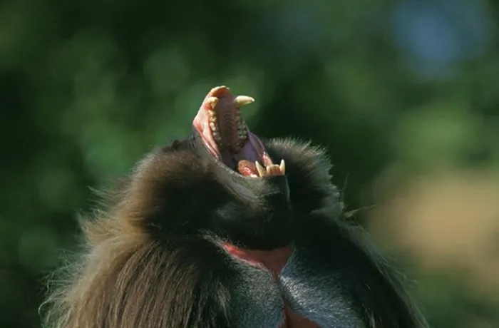 Gerahmter Druck : Männlicher Gelada-Baboon (Theropithecus gelada) mit offenem Maul Gerahmter Druck : Männlicher Gelada-Baboon (Theropithecus gelada) mit offenem Maul