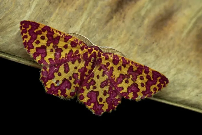 Gerahmter Druck : Geometer-Motte (Chrysocraspeda anthocroca), Analamazaotra, Madagaskar. Gerahmter Druck : Geometer-Motte (Chrysocraspeda anthocroca), Analamazaotra, Madagaskar.