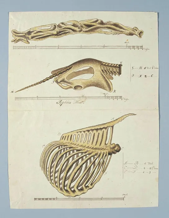 Gerahmter Druck : Giraffa camelopardalis (Giraffe) Gerahmter Druck : Giraffa camelopardalis (Giraffe)