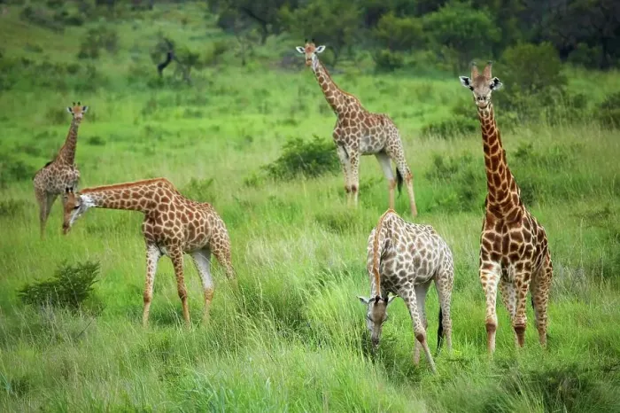 Gerahmter Druck : 'Giraffe' (Giraffa camelopardalis) Gerahmter Druck : 'Giraffe' (Giraffa camelopardalis)