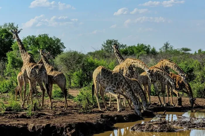Gerahmter Druck : Giraffe (Giraffa camelopardalis)-Herde trinken Gerahmter Druck : Giraffe (Giraffa camelopardalis)-Herde trinken