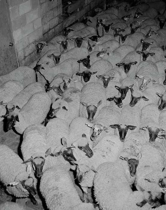 Gerahmter Druck : Schafherde im Gehege. Gerahmter Druck : Schafherde im Gehege.