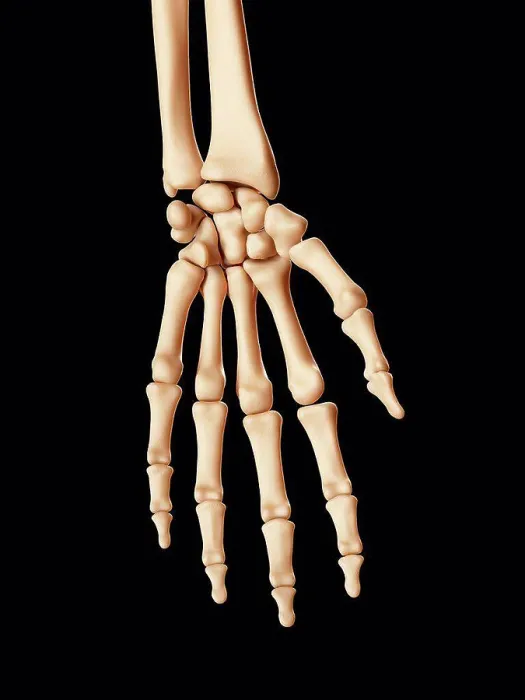 Gerahmter Druck : Menschliche Handknochen, Computer-Illustration. Gerahmter Druck : Menschliche Handknochen, Computer-Illustration.