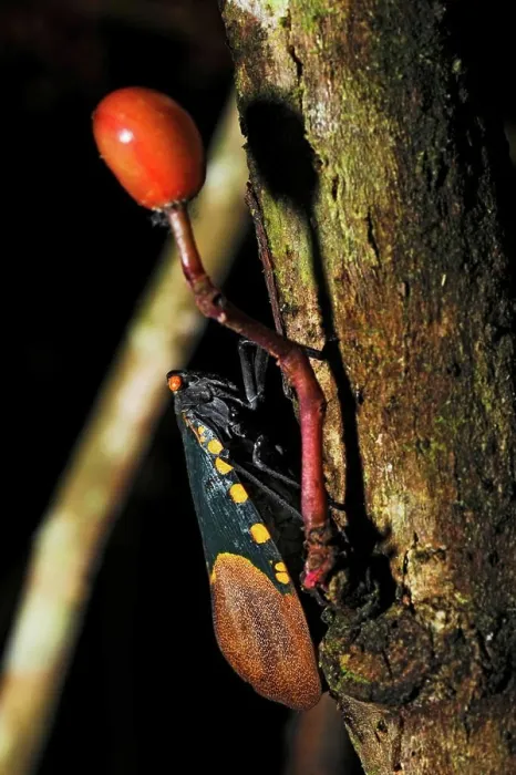 Gerahmter Druck : Ein Insekt, möglicherweise ein Zikade, auf einem Baumstamm, im Maliau-Becken, Sabah, Borneo, Ostmalaysia. Gerahmter Druck : Ein Insekt, möglicherweise ein Zikade, auf einem Baumstamm, im Maliau-Becken, Sabah, Borneo, Ostmalaysia.