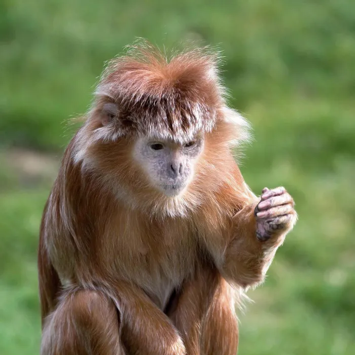Gerahmter Druck : Javanischer Lutung (Trachypithecus auratus) Gerahmter Druck : Javanischer Lutung (Trachypithecus auratus)