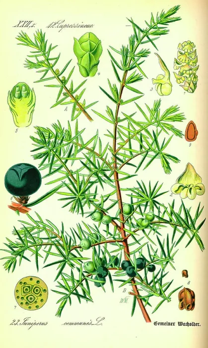 Gerahmter Druck : Juniperus (Juniperus communis) und Juniperbäume. Gerahmter Druck : Juniperus (Juniperus communis) und Juniperbäume.