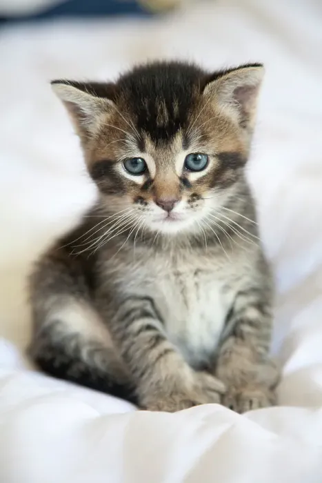 Gerahmter Druck : Katzenportrait Gerahmter Druck : Katzenportrait