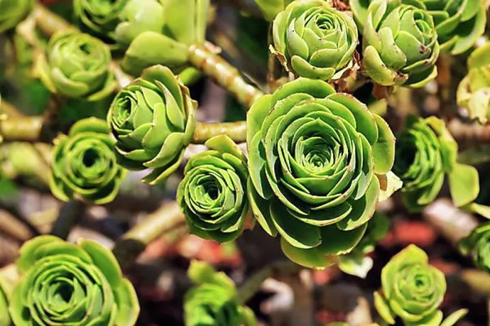 Gerahmter Druck : Blattrosette, dickblättrige Rosette (Aeonium) Gerahmter Druck : Blattrosette, dickblättrige Rosette (Aeonium)