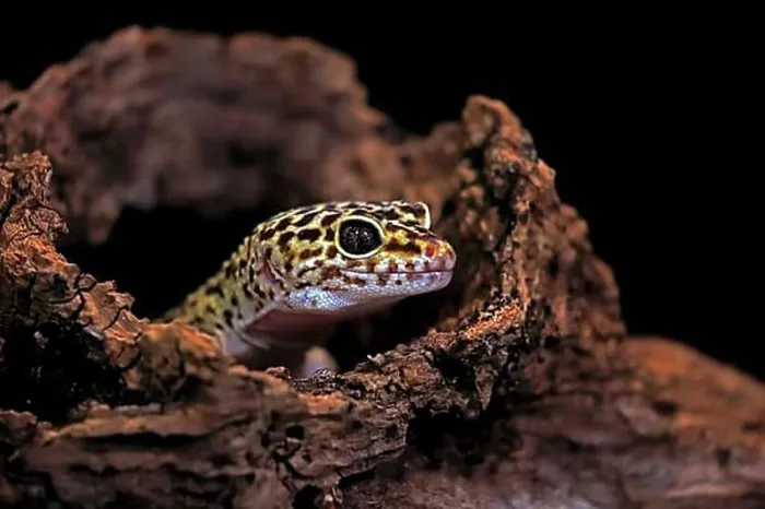 Gerahmter Druck : Leopardengecko (Eublepharis macularius), adultes, Portrait, schaut aus dem Bauwerk heraus, gefangen.