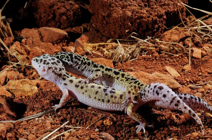 Gerahmter Druck : Leopard Gecko-Paarung Gerahmter Druck : Leopard Gecko-Paarung