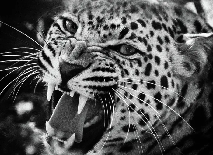 Gerahmter Druck : Löwe knurrend (Panthera pardus) Gerahmter Druck : Löwe knurrend (Panthera pardus)