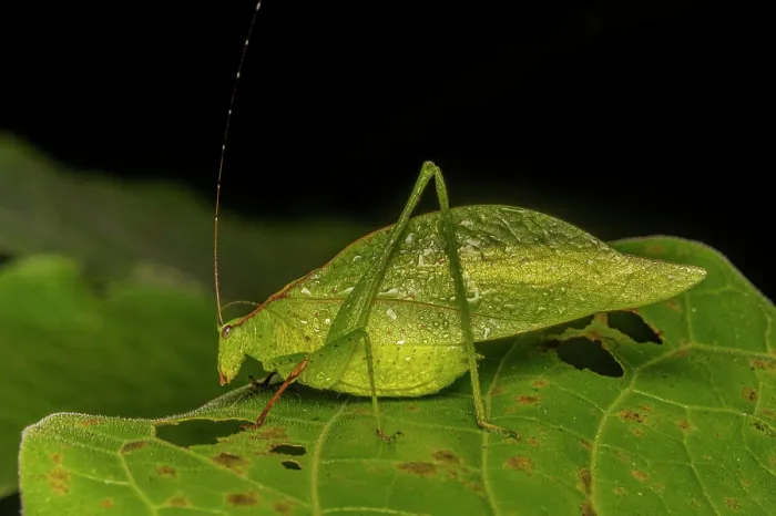 Gerahmter Druck : Kleinwinkelfliege (Microcentrum retinerve), Costa Rica Gerahmter Druck : Kleinwinkelfliege (Microcentrum retinerve), Costa Rica