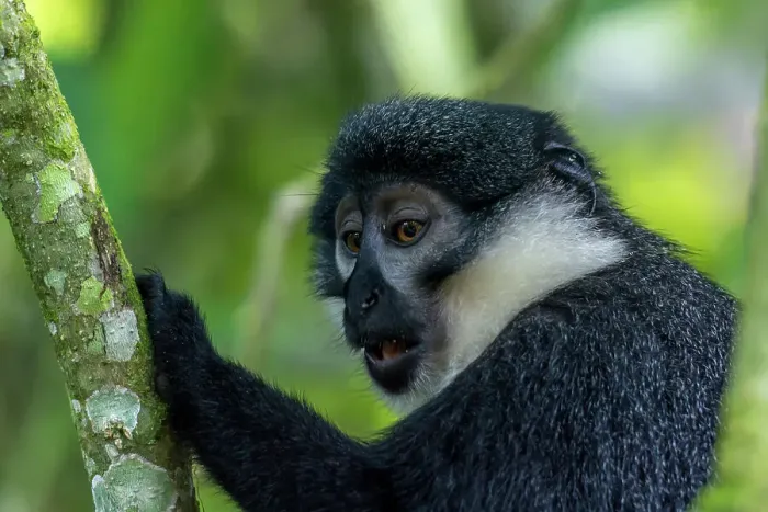 Gerahmter Druck : Der Maan Monkey oder Bergmaan (Cercopithecus lhoesti) Gerahmter Druck : Der Maan Monkey oder Bergmaan (Cercopithecus lhoesti)