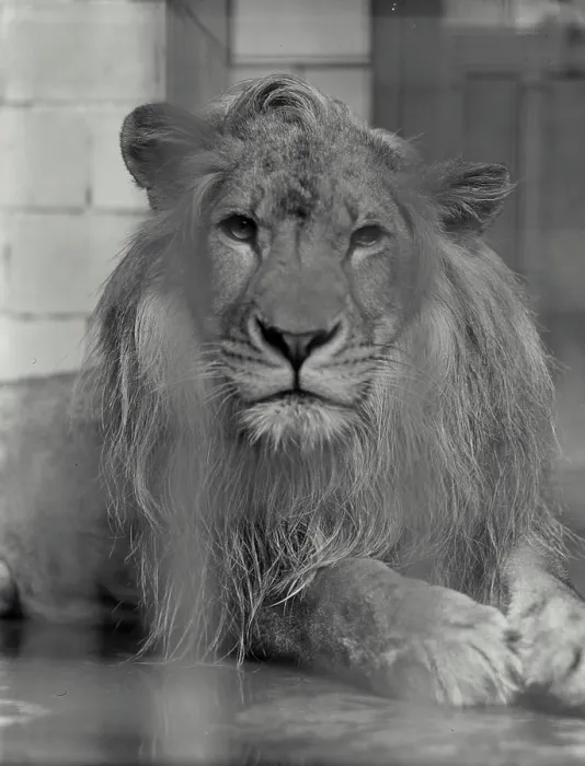 Gerahmter Druck : Lion Gerahmter Druck : Lion