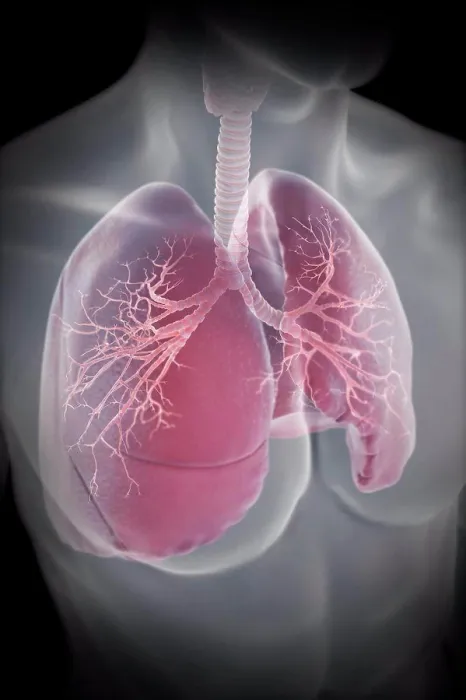 Gerahmter Druck : Lungs Gerahmter Druck : Lungs