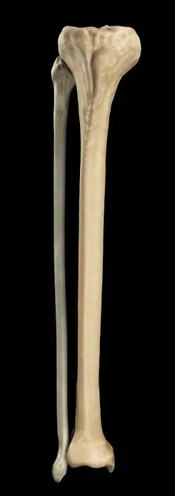 Gerahmter Druck : Modell der Tibia und Fibula Knochen, die Teil des menschlichen Beins bilden Gerahmter Druck : Modell der Tibia und Fibula Knochen, die Teil des menschlichen Beins bilden
