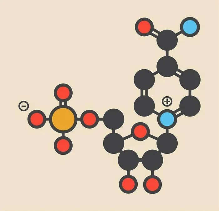 Gerahmter Druck : Nicotinsäuremononukleotidmolekül Gerahmter Druck : Nicotinsäuremononukleotidmolekül