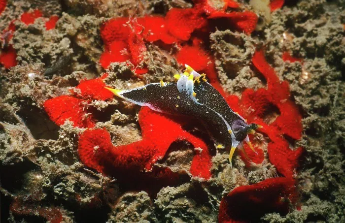 Gerahmter Druck : Nudibranch (Polycera hedgpethi) Gerahmter Druck : Nudibranch (Polycera hedgpethi)