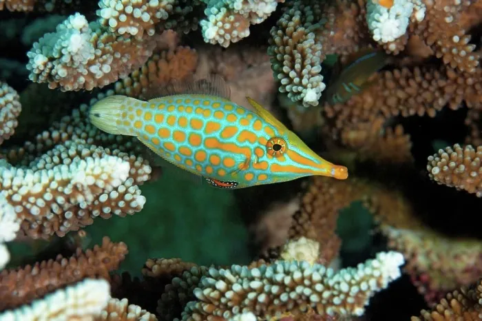Gerahmter Druck : Orangefleckiger Filefish