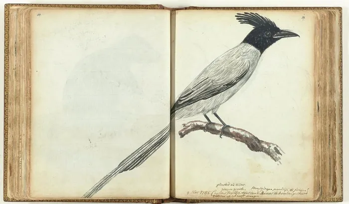 Gerahmter Druck : Paradiesflügel (Translation of 'Paradise Flycatcher') Gerahmter Druck : Paradiesflügel (Translation of 'Paradise Flycatcher')