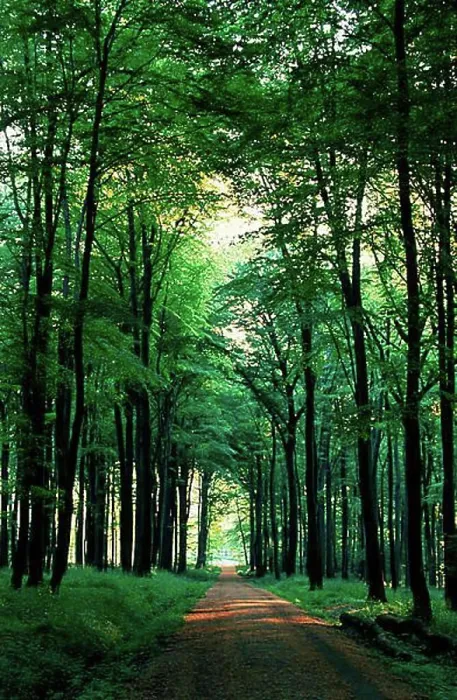 Gerahmter Druck : Weg durch einen Mischwald am Frühlingmorgen. Gerahmter Druck : Weg durch einen Mischwald am Frühlingmorgen.