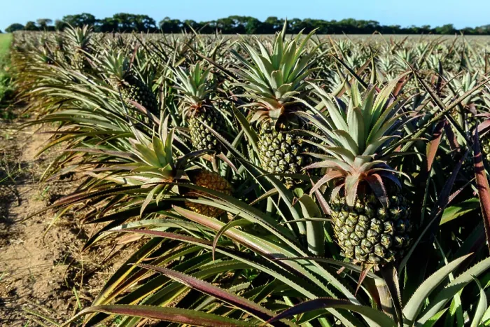 Gerahmter Druck : Ananas (Pine Apple) Anbau. Hluhluwe. KwaZulu Natal. Südafrika Gerahmter Druck : Ananas (Pine Apple) Anbau. Hluhluwe. KwaZulu Natal. Südafrika