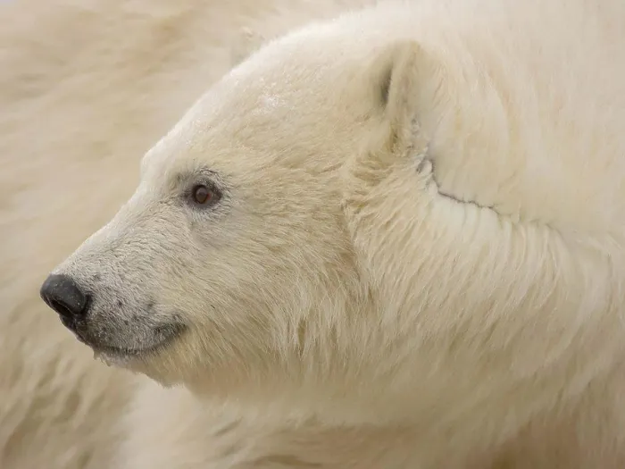 Gerahmter Druck : Polarbär-Kub-Profildaten