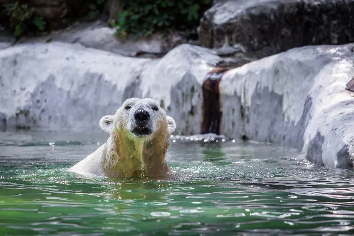 Gerahmter Druck : Bär in der Wildnis Gerahmter Druck : Bär in der Wildnis