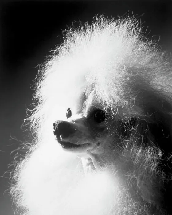 Gerahmter Druck : Poodle Gerahmter Druck : Poodle