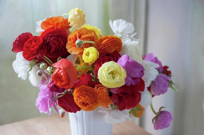 Gerahmter Druck : Ranunculus, Persischer Ranunkel. Gerahmter Druck : Ranunculus, Persischer Ranunkel.