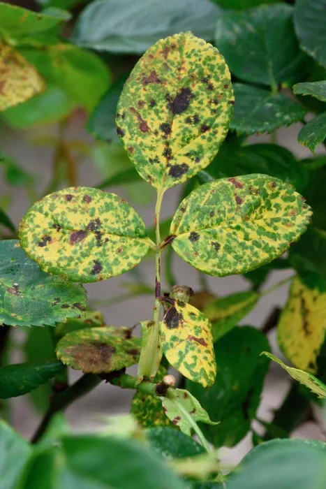 Gerahmter Druck : Rosenrost, Phragmidium mucronatum Gerahmter Druck : Rosenrost, Phragmidium mucronatum