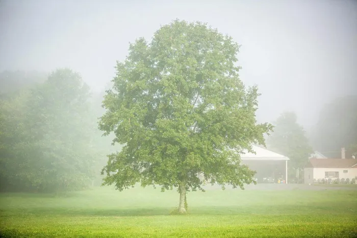 Gerahmter Druck : Ein einzelner Baum in der Nebel. Gerahmter Druck : Ein einzelner Baum in der Nebel.