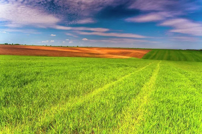 Gerahmter Druck : Frühlingsfelder - Frischer grüner Feld Gerahmter Druck : Frühlingsfelder - Frischer grüner Feld