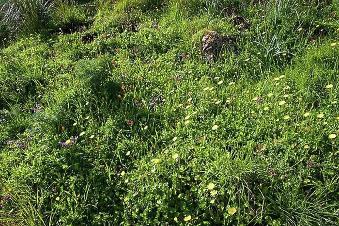 Gerahmter Druck : Frühlingswiese, verschiedene Blumen, Zingaro, Nationalpark, Naturreservat, Nordwesten, Sizilien, Italien, Europa. Gerahmter Druck : Frühlingswiese, verschiedene Blumen, Zingaro, Nationalpark, Naturreservat, Nordwesten, Sizilien, Italien, Europa.