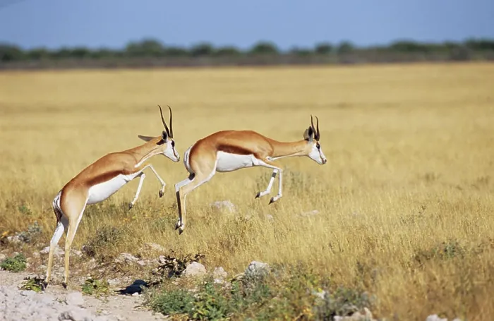 Gerahmter Druck : Zwei Springböcke springen, Antidorcas marsupialis Gerahmter Druck : Zwei Springböcke springen, Antidorcas marsupialis