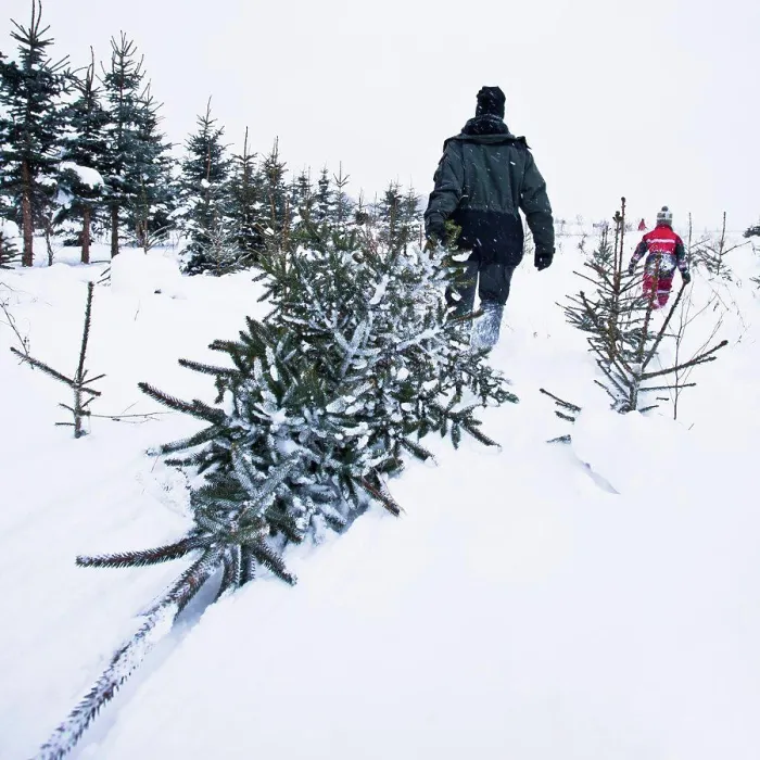 Gerahmter Druck : Spruces Gerahmter Druck : Spruces