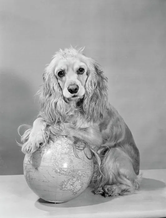 Gerahmter Druck : Studioaufnahme eines Cocker Spaniels mit Globus. Gerahmter Druck : Studioaufnahme eines Cocker Spaniels mit Globus.