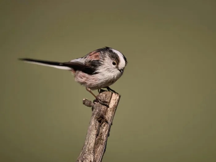 Gerahmter Druck : Tailmis Gerahmter Druck : Tailmis