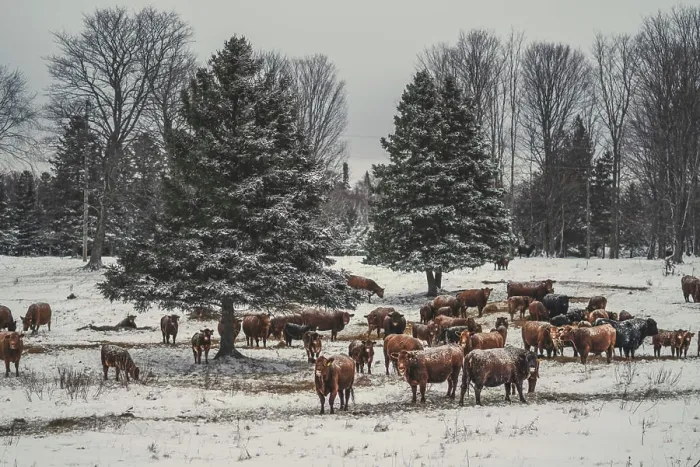 Gerahmter Druck : Winter Rinder Gerahmter Druck : Winter Rinder