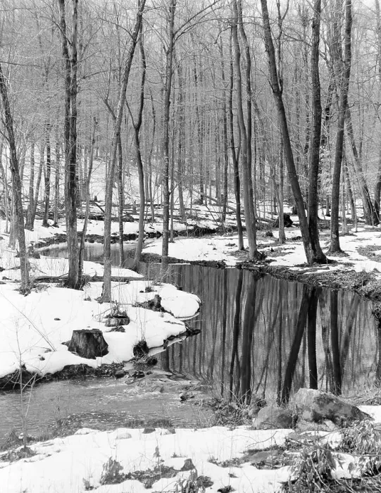 Gerahmter Druck : Winterwald Gerahmter Druck : Winterwald